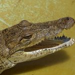Crocodiles live in freshwater marshes, mangrove swamps, and rivers throughout the Nile Basin, Madagascar, and the sub-Saharan Africa