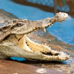 Crocodiles live in rivers, freshwater marshes, and mangrove swamps, throughout the Nile Basin, Madagascar, and the sub-Saharan Africa