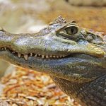 Crocodiles live in freshwater marshes, mangrove swamps, and rivers, throughout the Nile Basin, Madagascar, and the sub-Saharan Africa