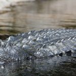 A Nile crocodile's main diet is fish