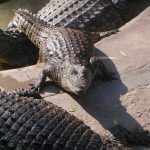 Crocodiles in American have long, slender snouts