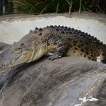 A Nile crocodile can attack almost anything that crosses its path