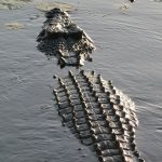 A Nile crocodile can attack anything that crosses its path