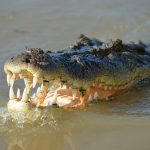 A Nile crocodile's main diet is fish but it can attack anything that crosses its path