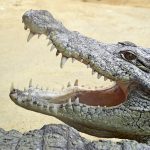 A Nile crocodile's main diet is fish but it can attack anything that crosses its path, including zebras, birds, small hippos, porcupines, and other crocodiles
