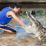 Crocodiles are cannibalistic