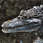 Crocodile farming industry is small