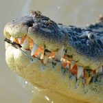 The crocodile farming industry is small, but growing