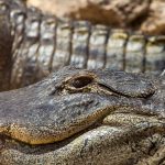 Crocodile farming industry is small but growing