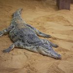 Crocodile farming industry is small, but growing
