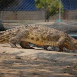 The Nile crocodile inhabits a range of aquatic habitats, including coastal estuaries, rivers, large freshwater lakes, mangrove swamps, and freshwater swamps