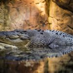 The Nile crocodile inhabits aquatic habitats, including coastal estuaries, rivers, large freshwater lakes, mangrove swamps, and freshwater swamps