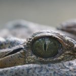 The Nile crocodile inhabits a range of aquatic habitats