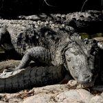 Some species of crocodiles have legendary tempers