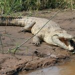 The Nile crocodile and the Salt Water Crocodile have been known to eat people