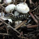 Dwarf Nile crocodiles live in the Sahara Desert and in Mali