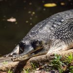 Juvenile crocodiles are dark olive brown