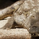 Throughout Africa crocodiles account for a few hundred disappearances and deaths each year