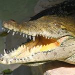 Nile crocodiles are said to taste delicious