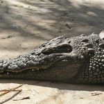 Crocodiles in America are known as Crocodylus acutus