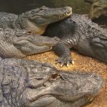 Nile crocodile meat is said to taste good but other crocodiles are easier to look after