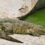 Nile crocodile meat is said to taste delicious but other crocodiles are easier to look after