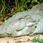 Nile crocodile is said to taste good but other crocodiles are easier to look after