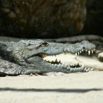 Nile crocodiles in Kenya are said to taste delicious but other crocodiles are easier to look after