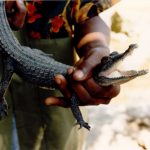 A member of staff at Collins Mueke's crocodile farm was killed by a crocodile when he turned his back to answer his mobile phone