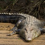 A member of staff at Collins Mueke's crocodile farm lost his index finger by a young crocodile a few weeks old