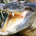 A member of staff at Collins Mueke's crocodile farm lost his index finger by a young crocodile