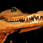 Crocodiles in America are called Crocodylus acutus