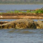 Crocodile farming is dangerous, but lucrative