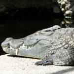 The largest species of African crocodile are deadly predators