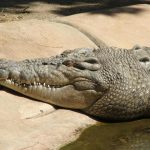 The largest species of African crocodile is one of world's most deadly predator