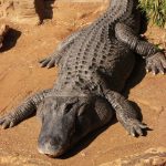 Even baby crocodiles can cause injury