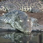 Crocodylus acutus are crocodiles in America