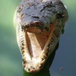 African crocodile grows to 750kg in weight and 16ft in length