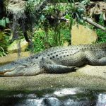 African crocodiles grow to 16ft in length and 750kg in weight