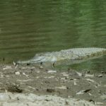 African crocodiles grow to five metres in length and 118st in weight