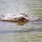 African crocodiles grow to 118st in weight and five metres in length