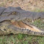 Crocodylus acutus are American crocodiles