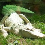 African crocodile grows to 118st in weight and 16ft in length