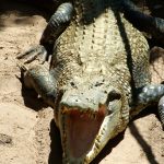 African crocodiles grow to 118st in weight and 16ft in length