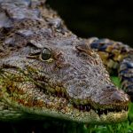 African crocodile grows to 16ft in length and 118st in weight