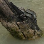 African crocodile grows to five meters in length and typically weighs as much as 750kg