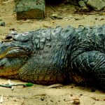 Crocodiles in Africa typically weigh as much as 750kg and grow to five meters in length