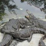 Crocodiles in Africa are renowned for their aggressive natures