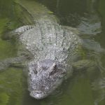 A crocodile in Africa is renowned for its aggressive nature