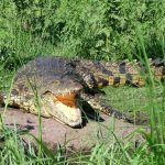 African crocodiles, typically weighing 750kg and five metres in length, are renowned for their aggressive nature